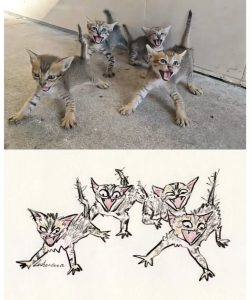 Gatos assustados